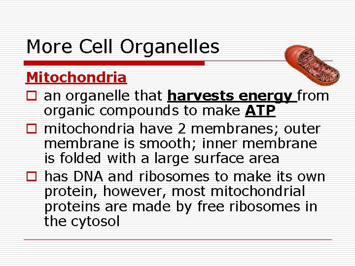 More Cell Organelles Mitochondria o an organelle that harvests energy from organic compounds to