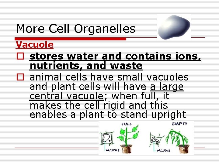 More Cell Organelles Vacuole o stores water and contains ions, nutrients, and waste o