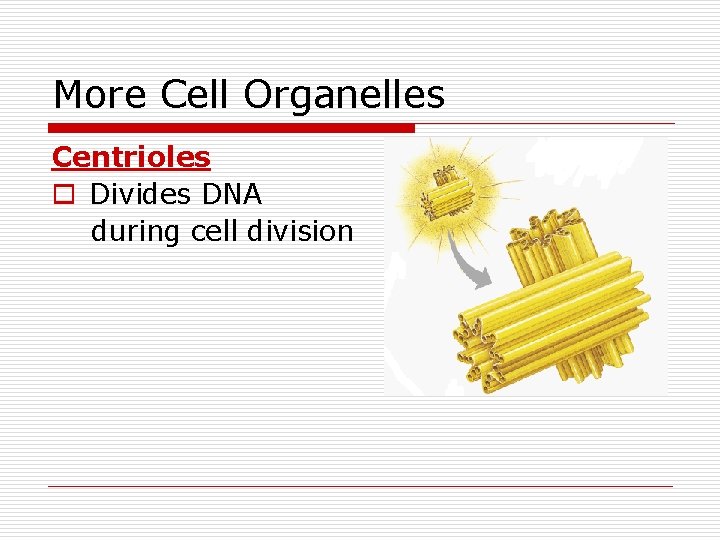 More Cell Organelles Centrioles o Divides DNA during cell division 