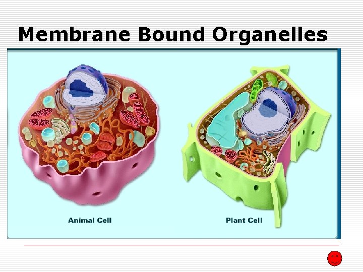 Membrane Bound Organelles 