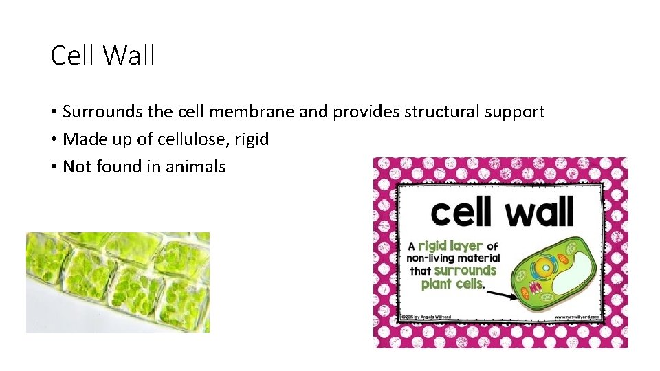 Cell Wall • Surrounds the cell membrane and provides structural support • Made up