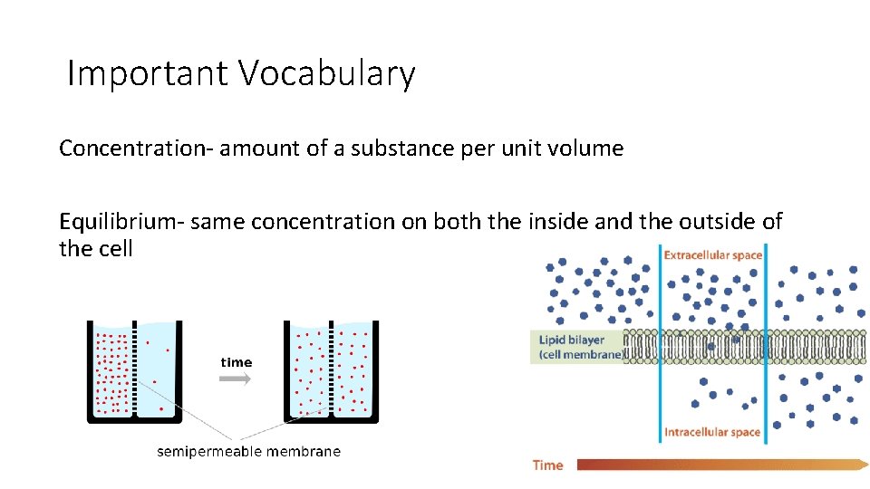 Important Vocabulary Concentration- amount of a substance per unit volume Equilibrium- same concentration on