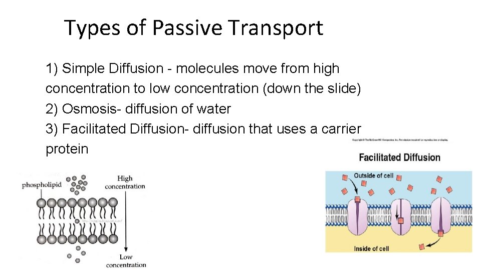 Types of Passive Transport 1) Simple Diffusion - molecules move from high concentration to