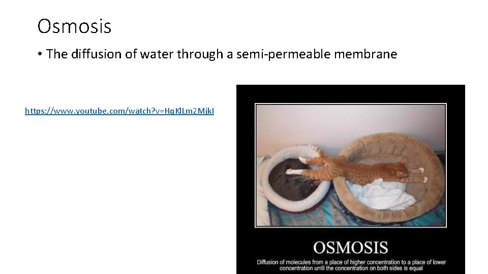 Osmosis • The diffusion of water through a semi-permeable membrane https: //www. youtube. com/watch?