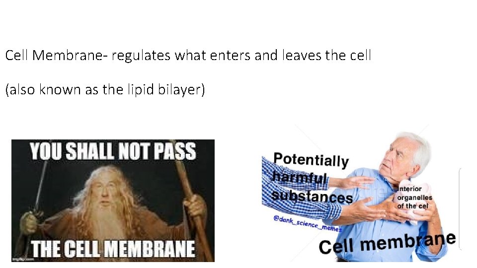 Cell Membrane- regulates what enters and leaves the cell (also known as the lipid