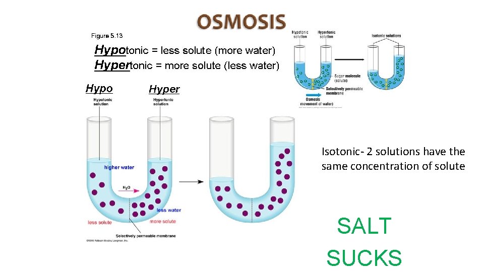 Isotonic- 2 solutions have the same concentration of solute SALT SUCKS 