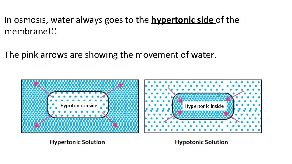 In osmosis, water always goes to the hypertonic side of the membrane!!! The pink