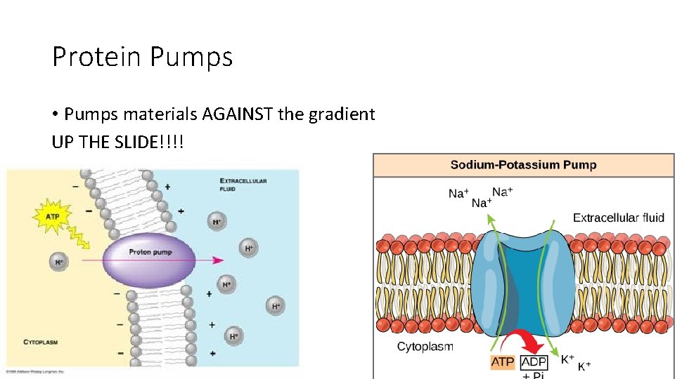 Protein Pumps • Pumps materials AGAINST the gradient UP THE SLIDE!!!! 