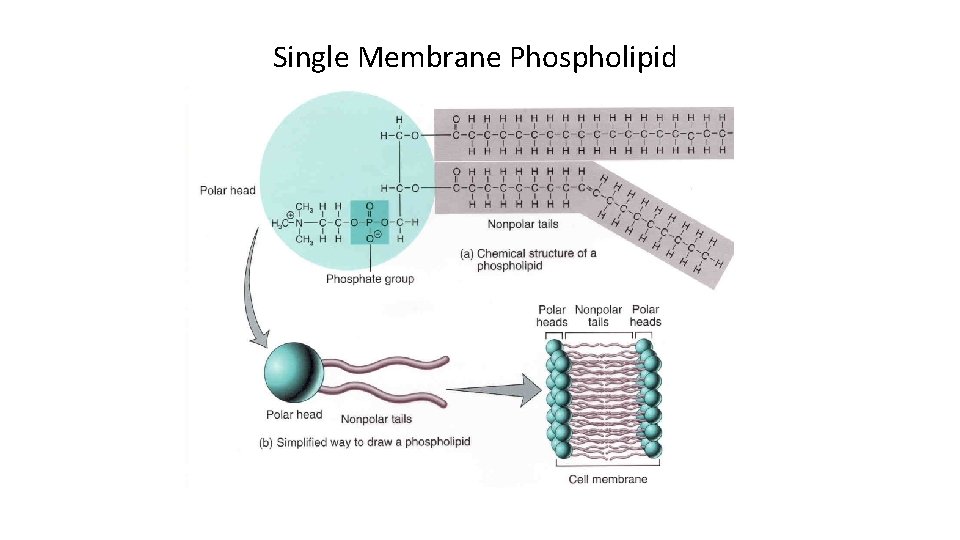 Single Membrane Phospholipid 