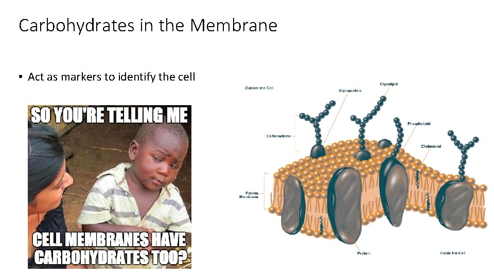 Carbohydrates in the Membrane • Act as markers to identify the cell 