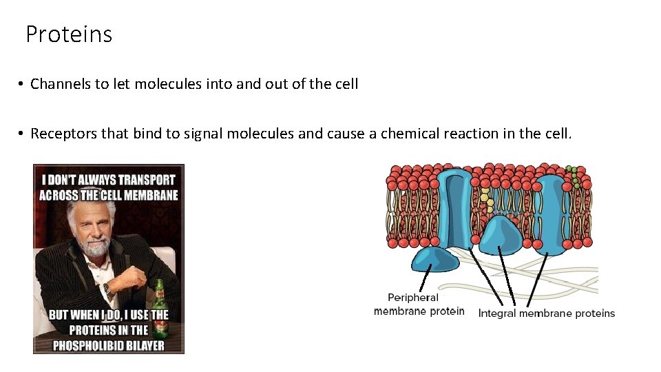 Proteins • Channels to let molecules into and out of the cell • Receptors