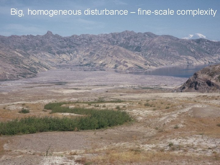 Big, homogeneous disturbance – fine-scale complexity 