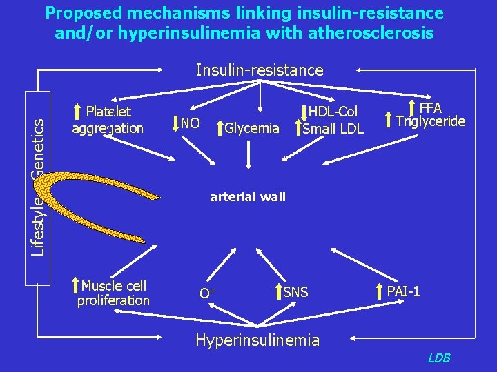 Proposed mechanisms linking insulin-resistance and/or hyperinsulinemia with atherosclerosis Lifestyle - Genetics Insulin-resistance Platelet aggregation