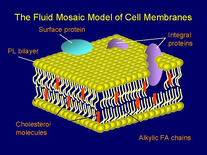 The Fluid Mosaic Model of Cell Membranes Surface protein PL bilayer Cholesterol molecules Integral