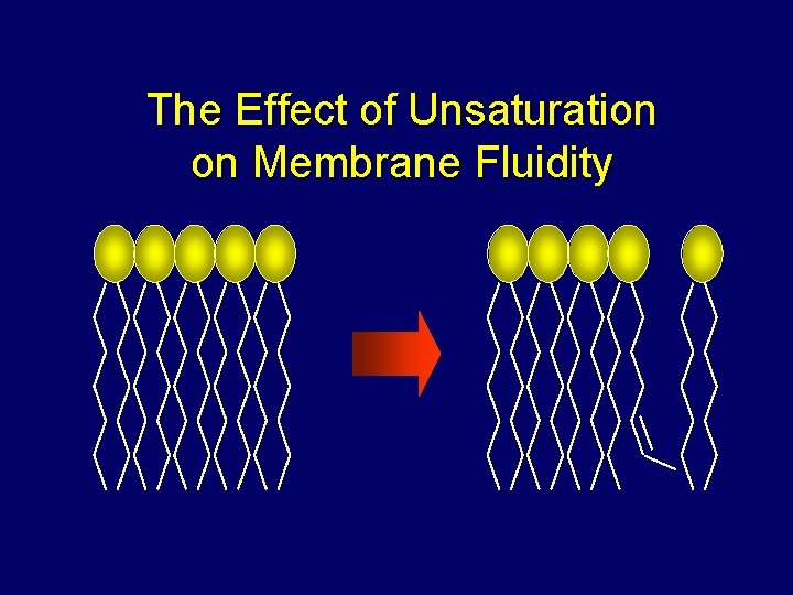 The Effect of Unsaturation on Membrane Fluidity 