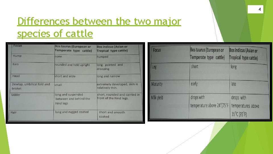 4 Differences between the two major species of cattle 