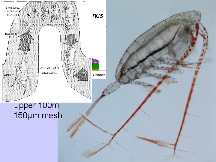 Neocalanus Seasonal biomass of copepods: upper 100 m, 150µm mesh 