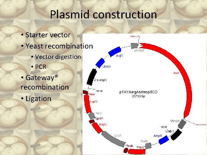 Plasmid construction • Starter vector • Yeast recombination • Vector digestion • PCR •
