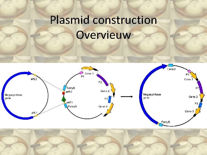 Plasmid construction Overvieuw 
