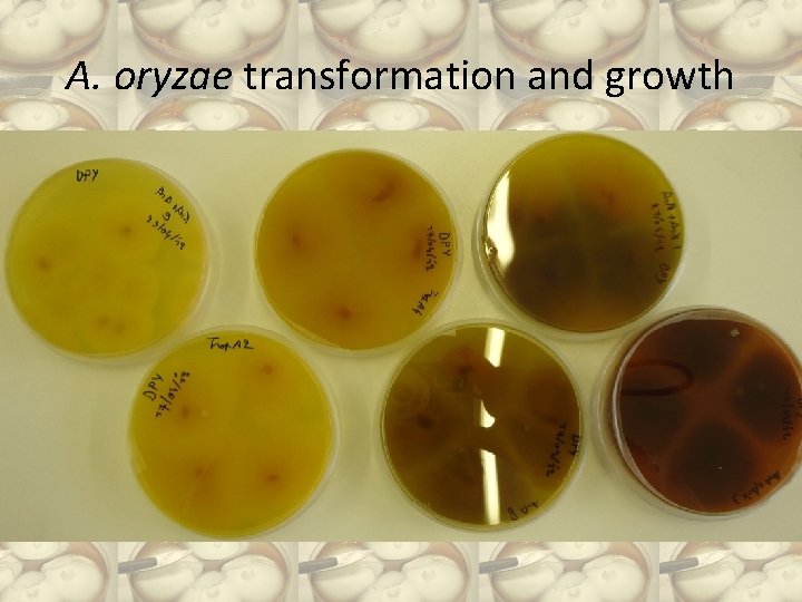 A. oryzae transformation and growth 