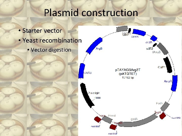 Plasmid construction • Starter vector • Yeast recombination • Vector digestion 
