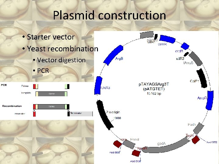 Plasmid construction • Starter vector • Yeast recombination • Vector digestion • PCR 