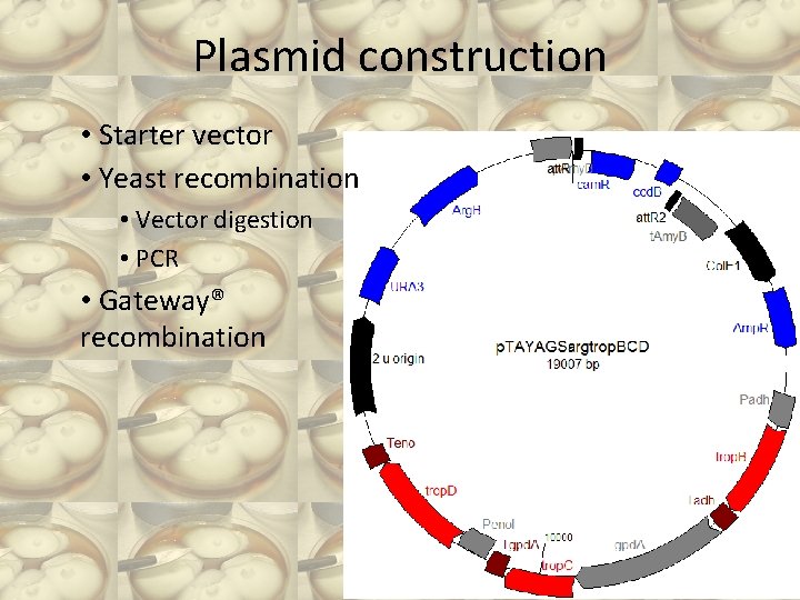 Plasmid construction • Starter vector • Yeast recombination • Vector digestion • PCR •