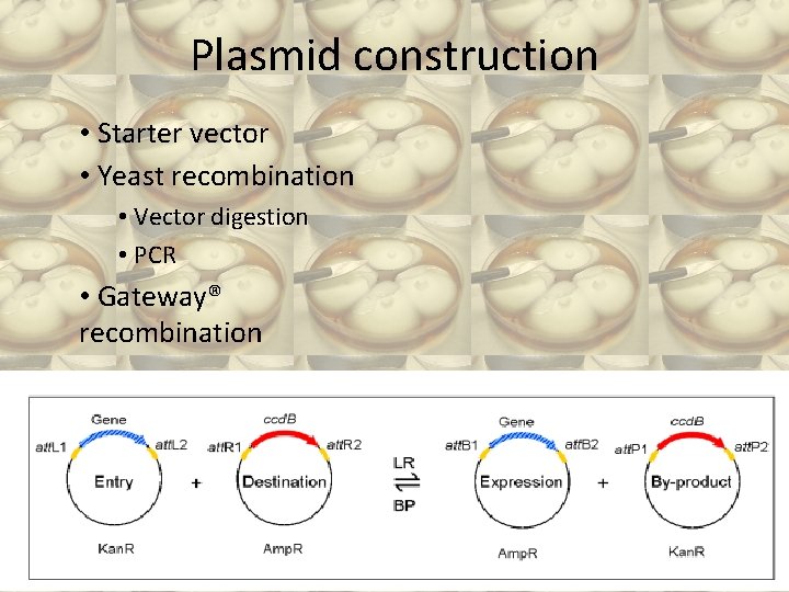 Plasmid construction • Starter vector • Yeast recombination • Vector digestion • PCR •