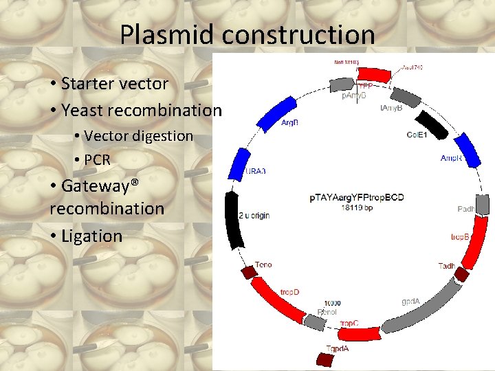 Plasmid construction • Starter vector • Yeast recombination • Vector digestion • PCR •