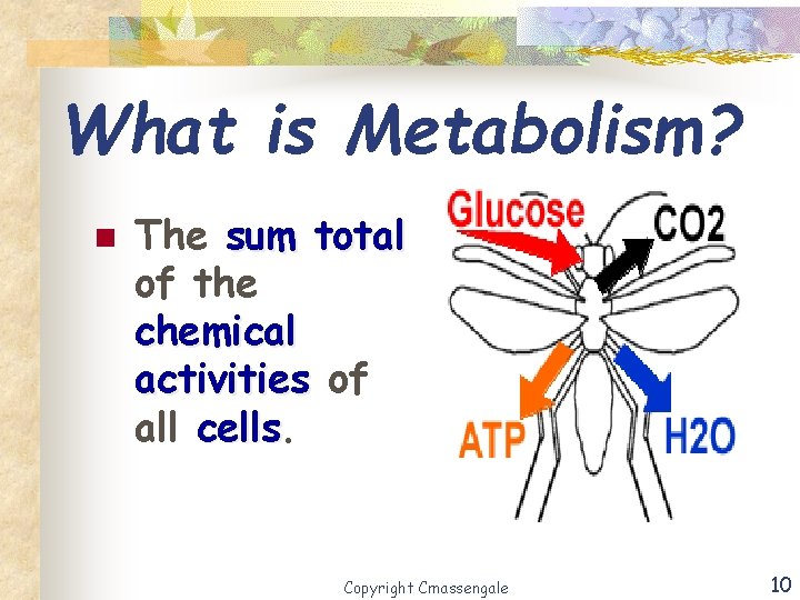 What is Metabolism? n The sum total of the chemical activities of all cells