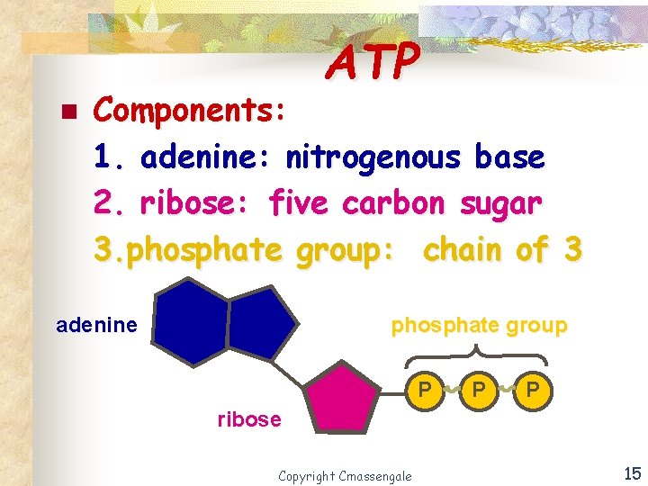 ATP n Components: 1. adenine: nitrogenous base 2. ribose: five carbon sugar 3. phosphate