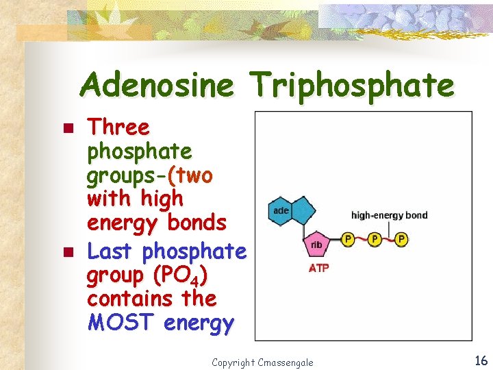 Adenosine Triphosphate n n Three phosphate groups-(two with high energy bonds Last phosphate group