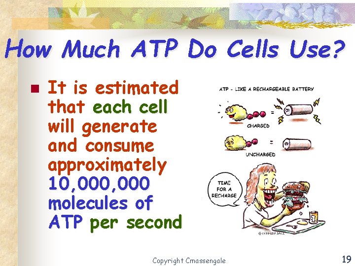 How Much ATP Do Cells Use? n It is estimated that each cell will