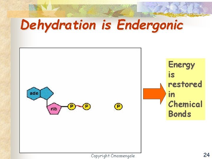 Dehydration is Endergonic Energy is restored in Chemical Bonds Copyright Cmassengale 24 