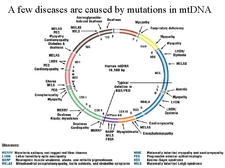 A few diseases are caused by mutations in mt. DNA 