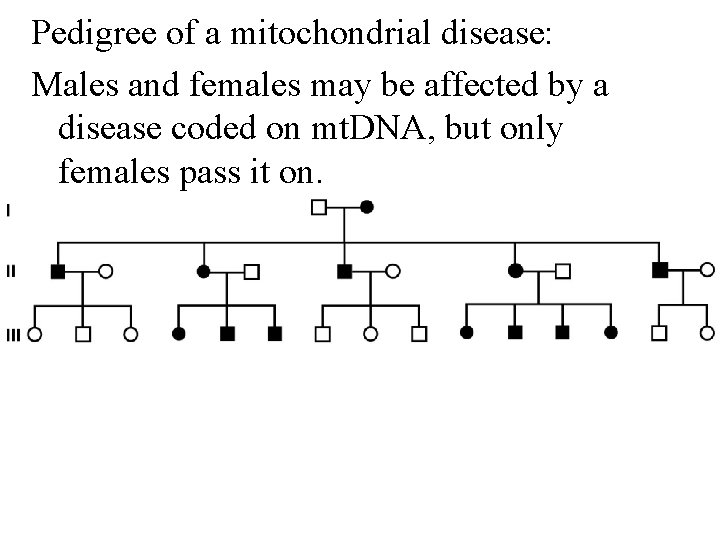 Pedigree of a mitochondrial disease: Males and females may be affected by a disease
