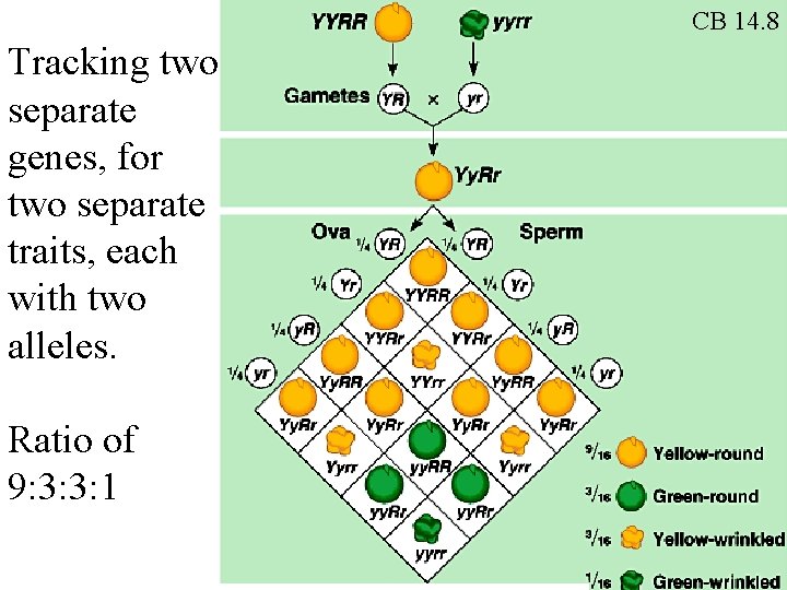 CB 14. 8 Tracking two separate genes, for two separate traits, each with two