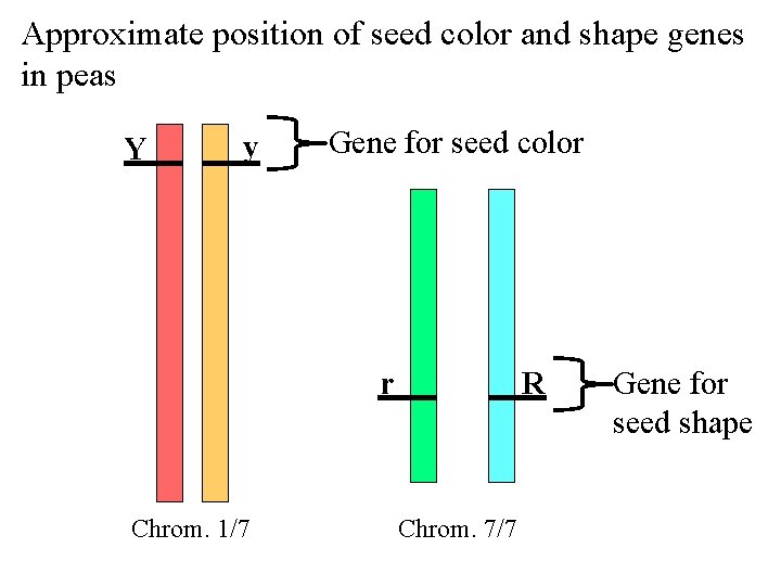 Approximate position of seed color and shape genes in peas Y y Gene for