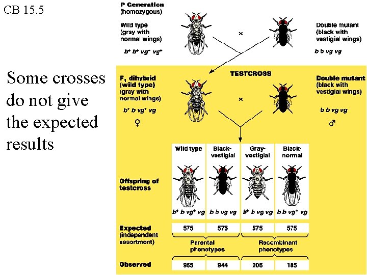 CB 15. 5 Some crosses do not give the expected results 