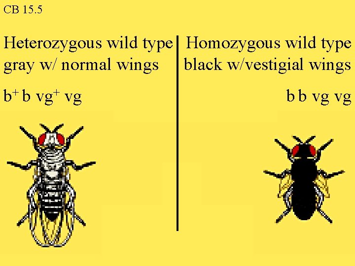 CB 15. 5 Heterozygous wild type Homozygous wild type gray w/ normal wings black