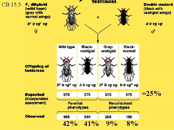 CB 15. 5 =25% 42% 41% 9% 8% 