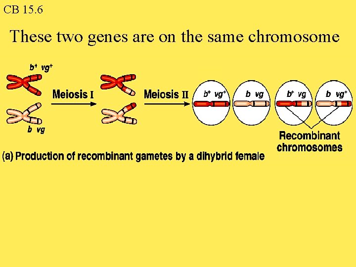 CB 15. 6 These two genes are on the same chromosome 