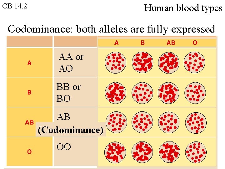 CB 14. 2 Human blood types Codominance: both alleles are fully expressed AA or