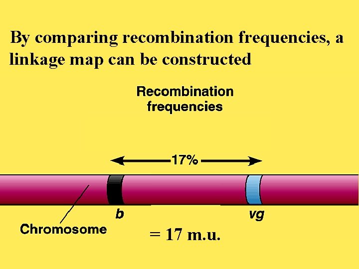 By comparing recombination frequencies, a linkage map can be constructed = 17 m. u.