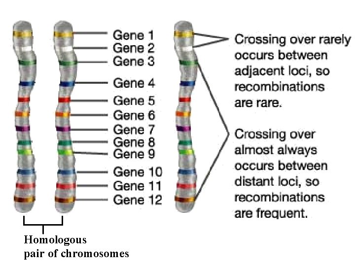 Homologous pair of chromosomes 