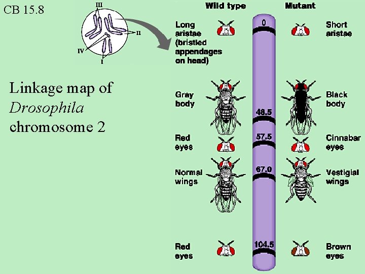 CB 15. 8 Linkage map of Drosophila chromosome 2 