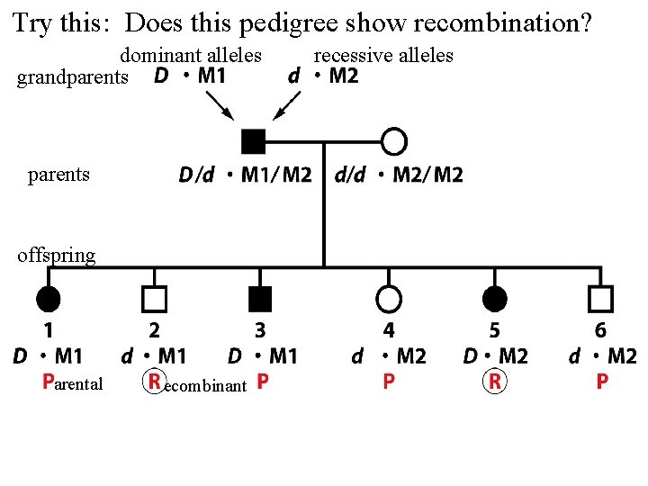 Try this: Does this pedigree show recombination? dominant alleles grandparents offspring arental ecombinant recessive