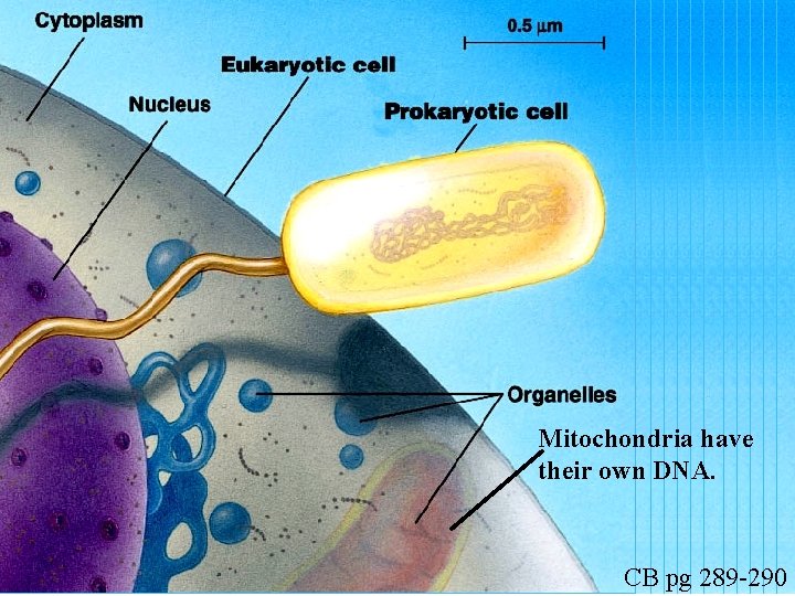 Mitochondria have their own DNA. CB pg 289 -290 
