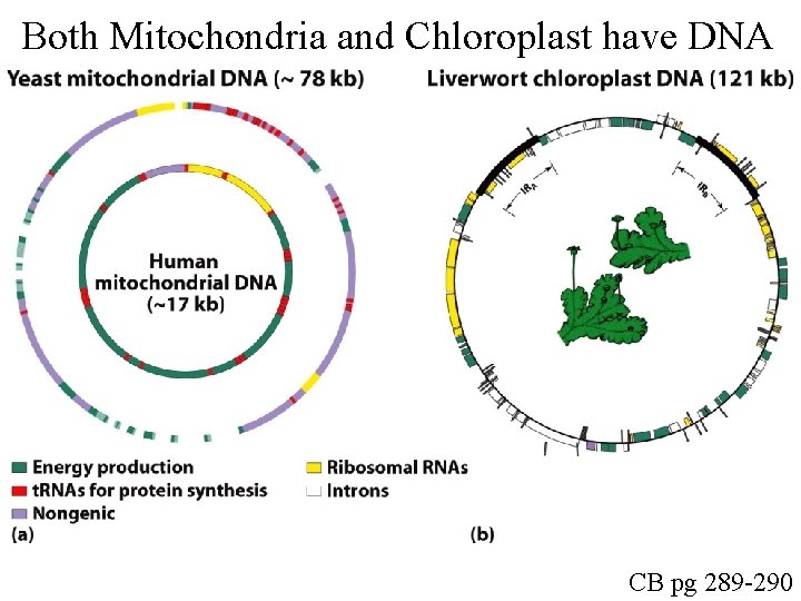 Both Mitochondria and Chloroplast have DNA CB pg 289 -290 
