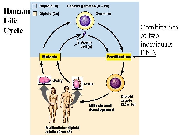 Human Life Cycle Combination of two individuals DNA 